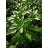 Kép 2/3 - Viburnum davidii (Törpe bangita)
