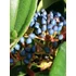 Kép 3/3 - Viburnum davidii (Törpe bangita)