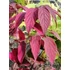 Kép 2/2 - Viburnum plicatum var. Tomentosum (Redőslevelű bangita)