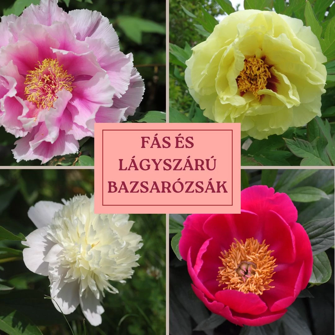Paeonia bazsarózsa