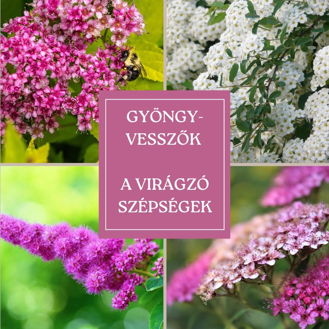 gyöngyvessző-spiraea-cserje